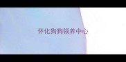 怀化狗狗领养中心