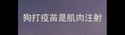 狗打疫苗是肌肉注射