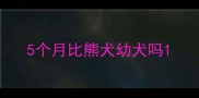 5个月比熊犬幼犬吗