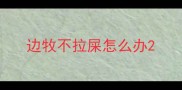 边牧不拉屎怎么办