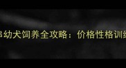 拉布拉多串串幼犬饲养全攻略价格性格训练技巧大公开