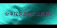 金毛尿尿是血怎么回事