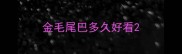 金毛尾巴多久好看