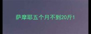 萨摩耶五个月不到20斤