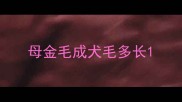 母金毛成犬毛多长