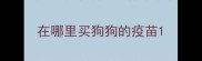 在哪里买狗狗的疫苗