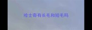 哈士奇有长毛和短毛吗
