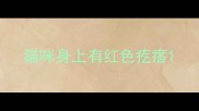 猫咪身上有红色疙瘩