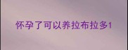 怀孕了可以养拉布拉多