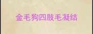 金毛狗四肢毛凝结