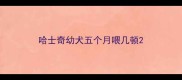 哈士奇幼犬五个月喂几顿