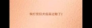 狗打完狂犬疫苗过敏了