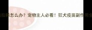 狂犬疫苗后拉稀怎么办宠物主人必看狂犬疫苗副作用全及应对指南