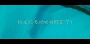 拉布拉多幼犬被吓到了