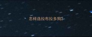 怎样选拉布拉多狗