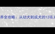 泰迪犬科学饲养全攻略从幼犬到成犬的12项关键养护指南