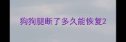 狗狗腿断了多久能恢复