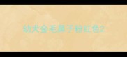 幼犬金毛鼻子粉红色