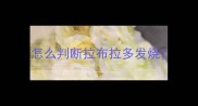 怎么判断拉布拉多发烧