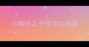 小狗仔几个月可以洗澡