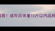 10大不拆家小型犬推荐成年后体重10斤以内品种盘点附饲养指南