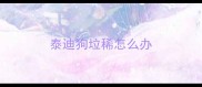 泰迪狗垃稀怎么办