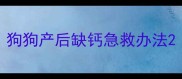 狗狗产后缺钙急救办法