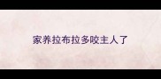 家养拉布拉多咬主人了