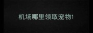 机场哪里领取宠物