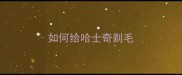 如何给哈士奇剃毛