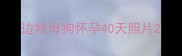 边牧母狗怀孕40天照片