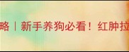 泰迪消炎药急救全攻略新手养狗必看红肿拉肚子结膜炎怎么处理
