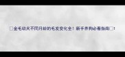 金毛幼犬不同月龄的毛发变化全新手养狗必看指南