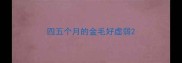 四五个月的金毛好虚弱