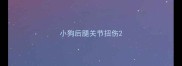 小狗后腿关节扭伤