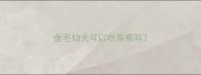 金毛幼犬可以吃香蕉吗
