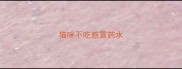 猫咪不吃感冒药水