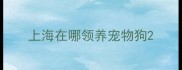 上海在哪领养宠物狗