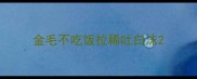 金毛不吃饭拉稀吐白沫