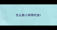 怎么教小狗等吃饭