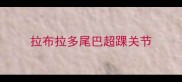 拉布拉多尾巴超踝关节