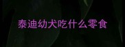 泰迪幼犬吃什么零食