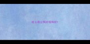 哈士奇公狗好母狗好