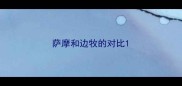 萨摩和边牧的对比