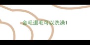 金毛退毛可以洗澡