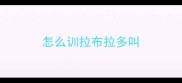 怎么训拉布拉多叫