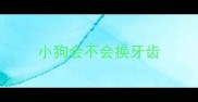 小狗会不会换牙齿