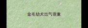 金毛幼犬出气很重
