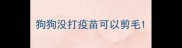 狗狗没打疫苗可以剪毛