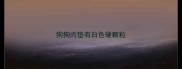 狗狗肉垫有白色硬颗粒